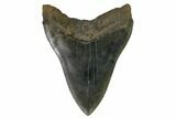 Fossil Megalodon Tooth - South Carolina #116623-3